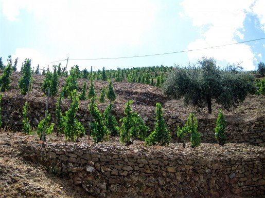 5 Things To Know About Priorat Wine