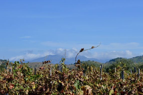 mount etna wine