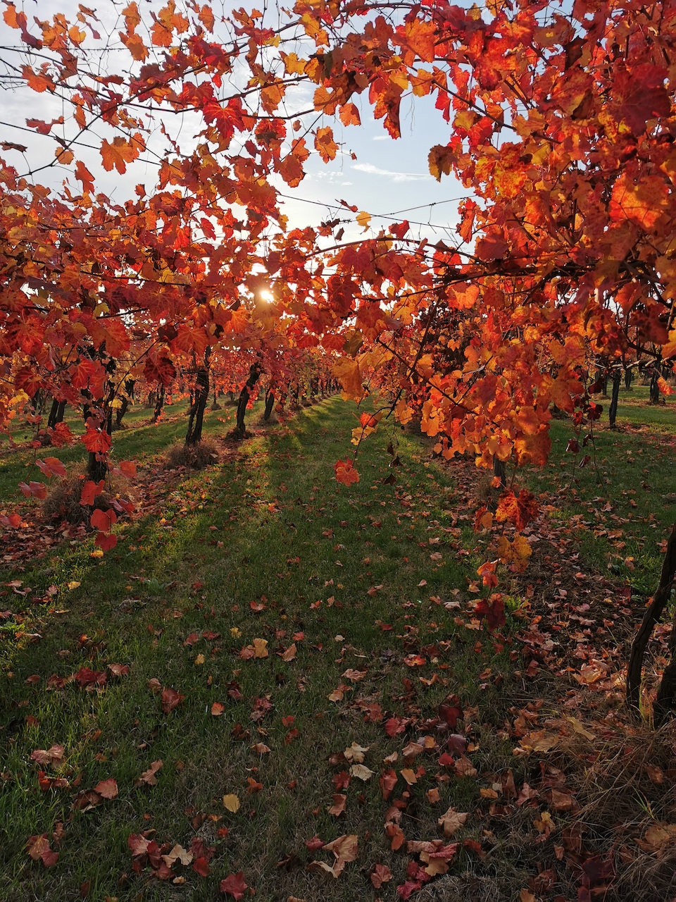 Emilia Romagna Wine