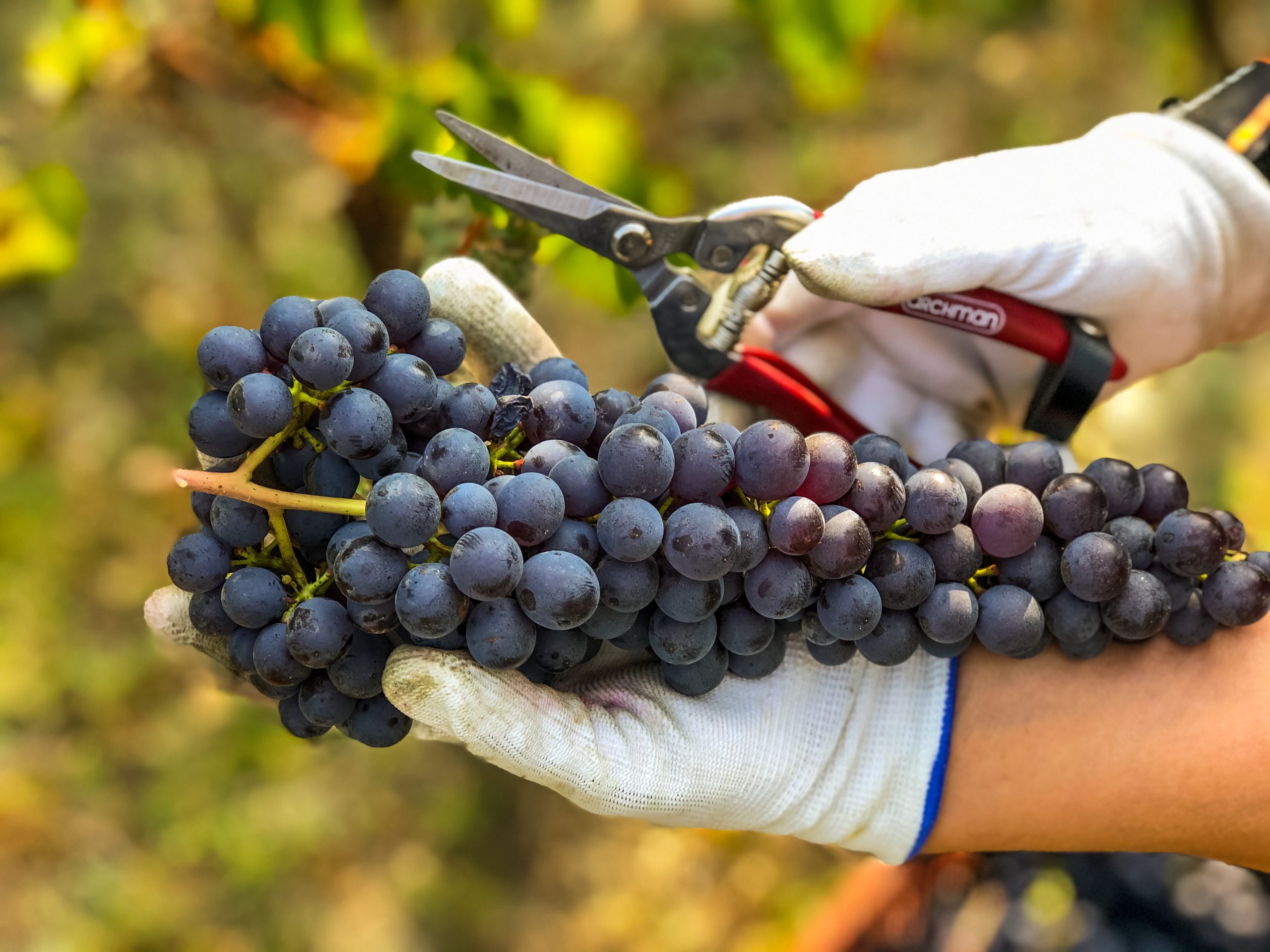 Barolo wine tours