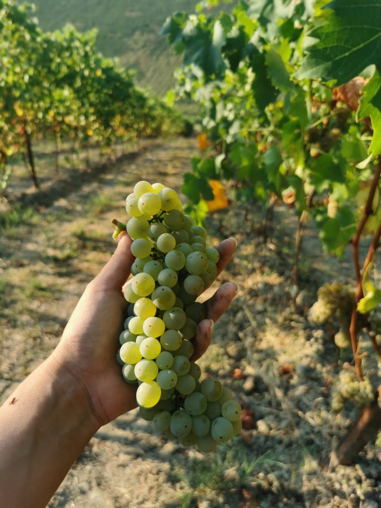 Emilia Romagna wine