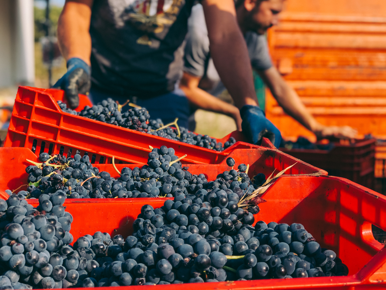 barbera harvest