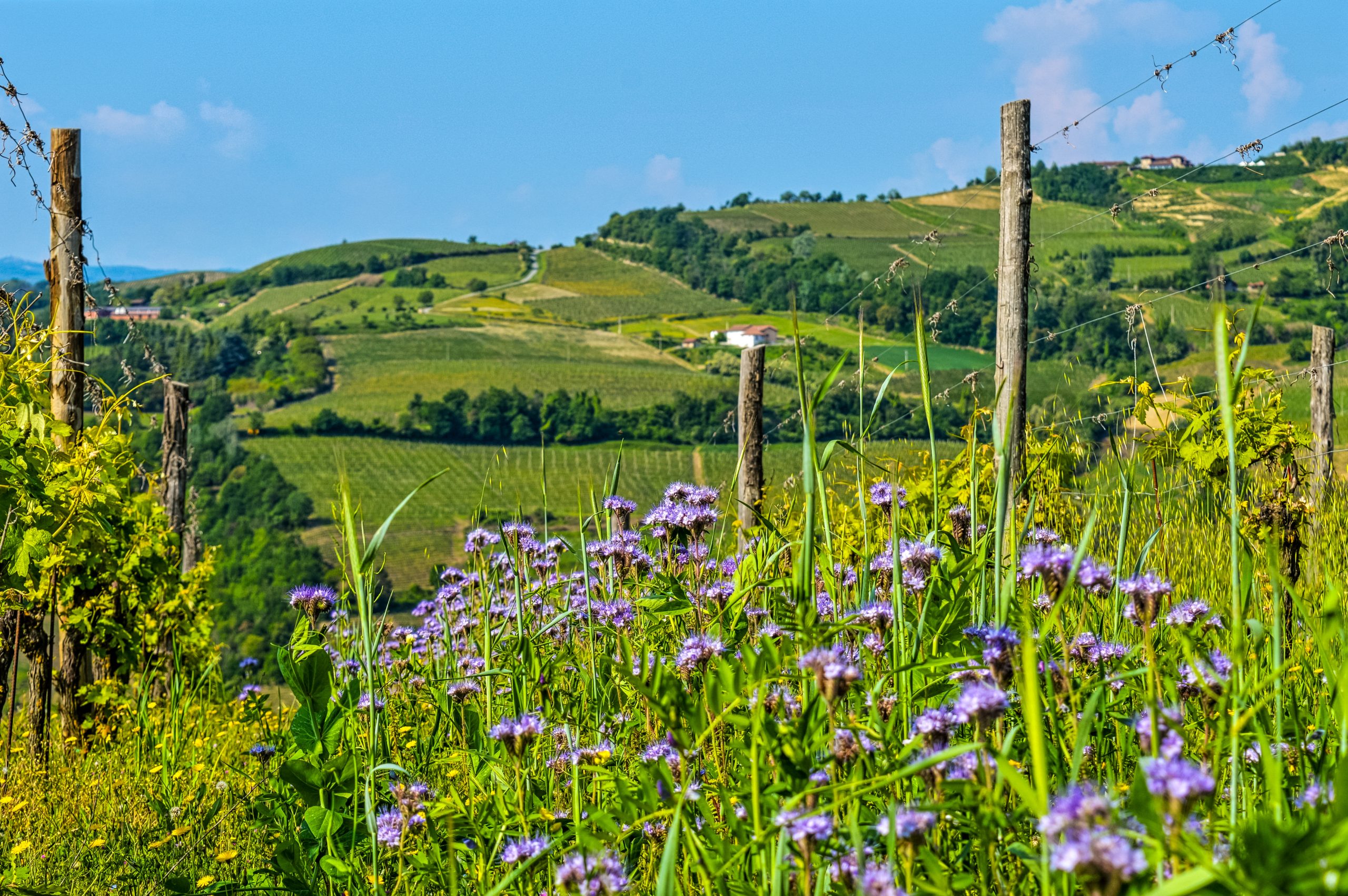 piedmont wine region