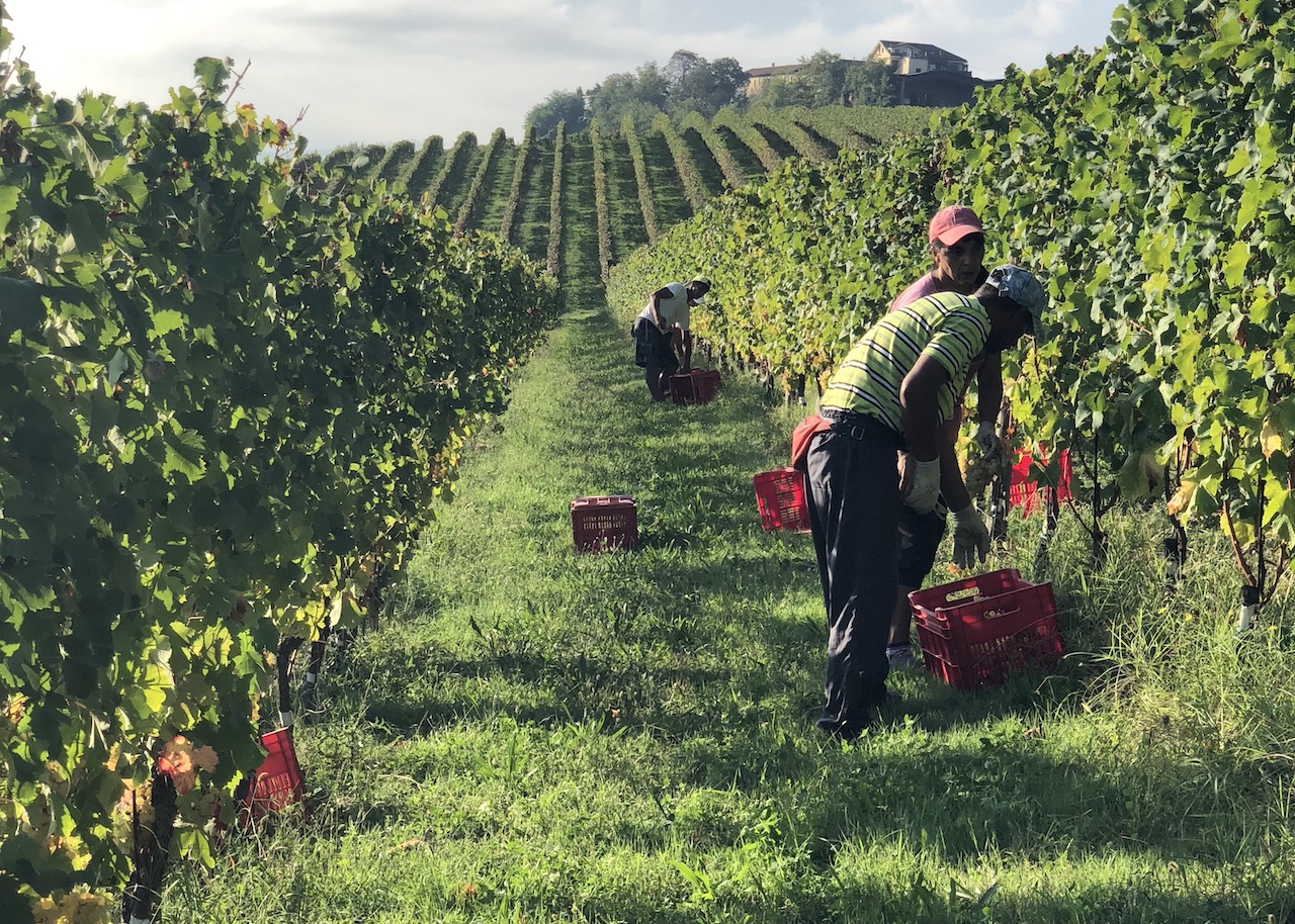 monferrato wine region