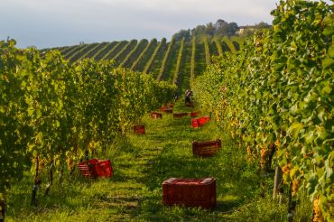 monferrato wine region